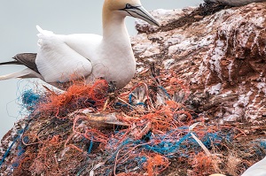 verloren gegangene orangfarbene und blaue Fischernetze an einer Küste mit einem Basstölpel im Hintergrund