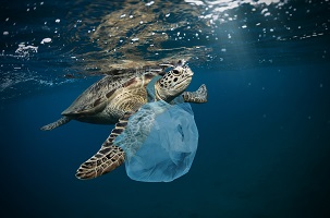 sea turtle with a plastic bag around its neck in the ocean