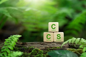 three light cubes with the green letters CCS in the surroudings of fern